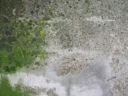 Weathered concrete wall with green moss background