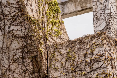 Creeping Ivy vines with small green leaves crawling up the side of a concrete wall