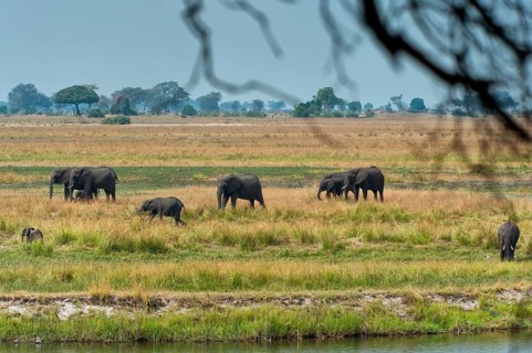 Elephant herd (Loxodonta africana), group, family, herd of animals, animal family, hiking, hike,