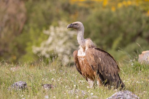 Griffon vulture (Gyps fulvus), on the ground, Castilla y Leon province, Picos de Europa, Spain,