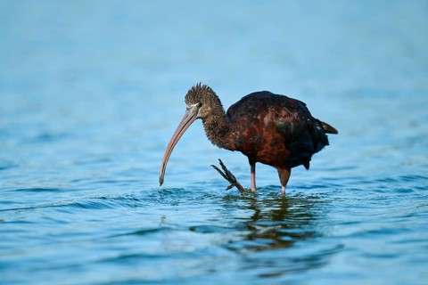 Glossy ibis (Plegadis falcinellus) standing in the water, hunting, Parc Naturel Regional de