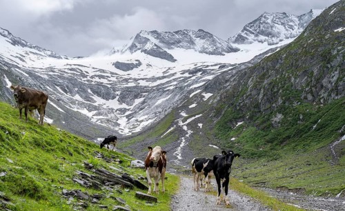 Cows on the alpine meadow, Schlegeisgrund valley, glaciated mountain peaks Hoher Weiszint and
