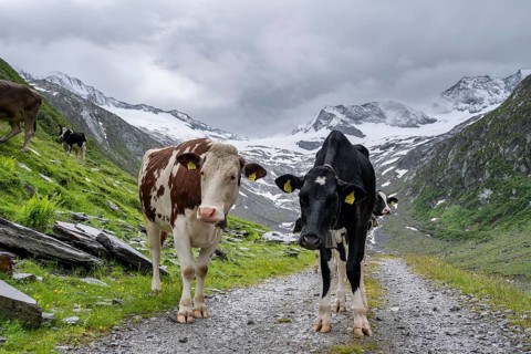 Cows on the alpine meadow, Schlegeisgrund valley, glaciated mountain peaks Hoher Weiszint and