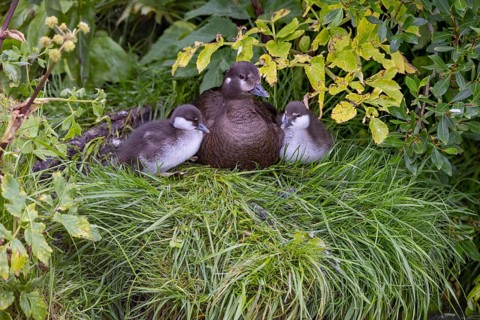 Harlequin duck (Histrionicus histrionicus), female, with young, in the grass, Laxa River, Lake