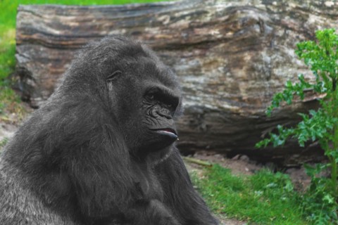 Thoughtful looking gorilla with green plants in the background, calm appearance, Allwetterzoo