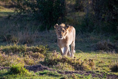 Lion (Panthera leo) Masai Mara Kenya