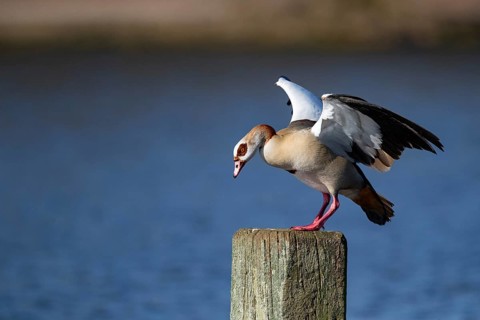 A Nile goose standing on a wooden post, Lake Kemnader, Ruhr area, North Rhine-Westphalia, Germany,