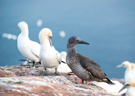 Three gannets (Morus bassanus) on a rock, juvenile in dark juvenile plumage, adults, sea in the