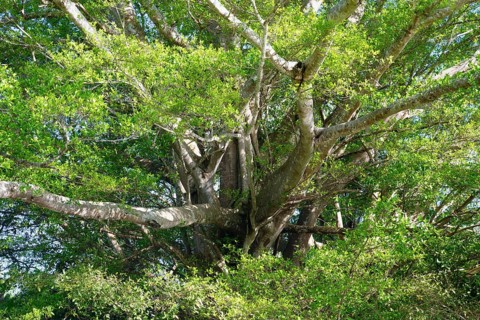 Giant Fig tree, Ficus, Amazonas state, Brazil, South America