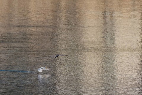 Egret flying near river surface with fish in beak and cormorant flying overhead