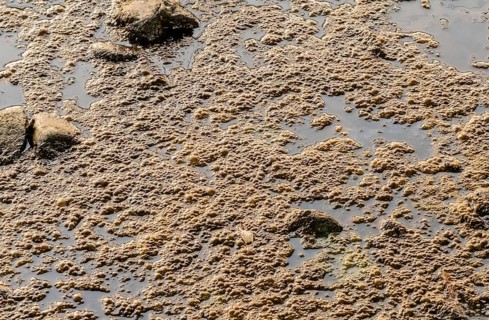 Closeup of frog eggs on top of water in still river