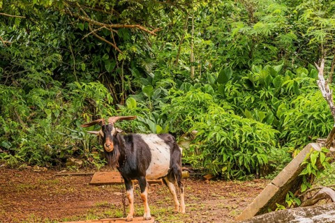 Black and white billy goat with large horns with a chain around its neck standing in front of a