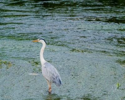 Little blue heron standing on a pebbled sandbar in a shallow river hunting for food
