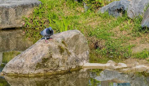 Beautiful rock pigeon standing on large boulder next to a small pond