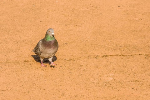 Single grey rock pigeon with rings of green and maroon on it neck standing on paved walkway on