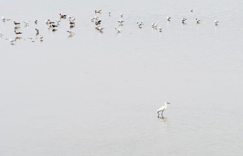 White snow egret standing in shallow water of lake with flock of seagulls in background