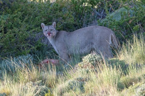 Cougar (Cougar concolor), silver lion, mountain lion, cougar, panther, small cat, eats prey, blood,