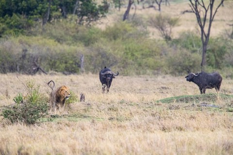 Lion (Panthera leo) Masai Mara Kenya