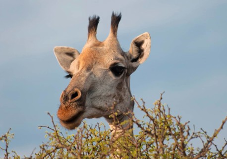 Angolan giraffe (Giraffa angolensis), animal, ungulate, head, head portrait, eats, eating, travel,