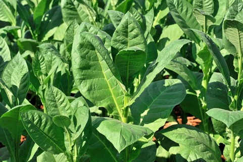Tobacco plantation, tobacco leaves, tobacco plant (Nicotiana), tobacco cultivation in Valle de
