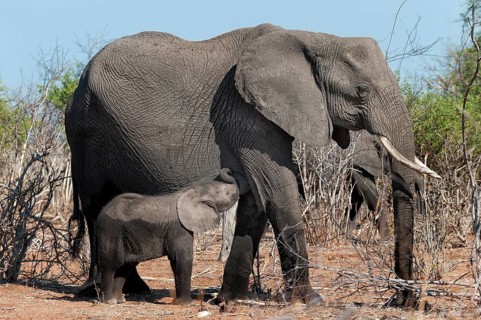 Elephant mother with calf (Loxodonta africana), elephant, mother, child, suckling, motherly love,