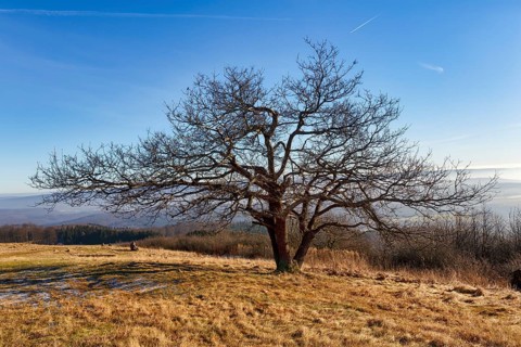 Single bare oak tree (Quercus), solitary oak on a mountain top, walker, sunny winter weather,