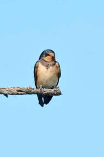 Barn swallow (Hirundo rustica) youngster sitting on a branch, Camargue, France, Europe
