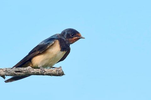 Barn swallow (Hirundo rustica) youngster sitting on a branch, Camargue, France, Europe