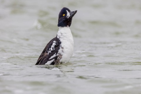 Barrow's goldeneye (Bucephala islandica), male stretching, Laxa River, Lake Myvatn, Iceland, Europe