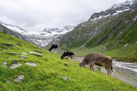 Cows grazing on the alpine meadow, Schlegeisgrund valley, glaciated mountain peaks Hoher Weiszint