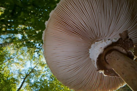 Parasol mushroom (Macrolepiota procera) (common giant umbrella mushroom) from below, lamellae,