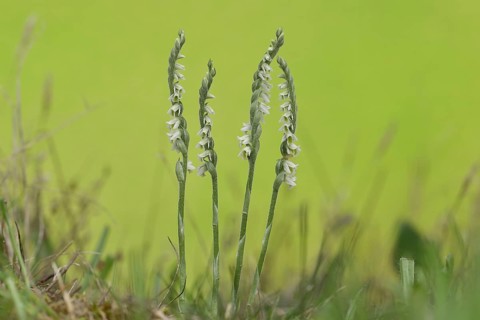 Autumn helleborine (Spiranthes spiralis), small orchids, very rare, group of flowers on a