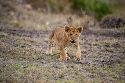 Lion (Panthera leo) Masai Mara Kenya