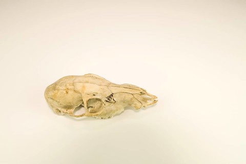 Skull of dead deer cleaned and isolated on white background