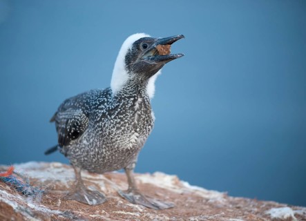 Northern gannet (Morus bassanus), juvenile in dark juvenile plumage and remaining downy feathers on