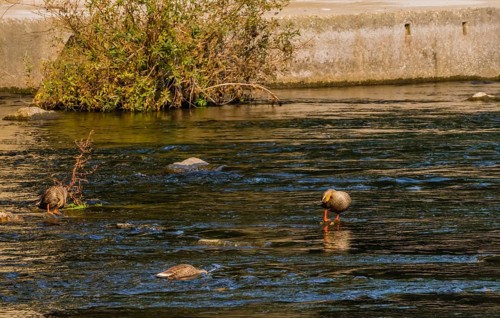 Three spot-billed ducks, one with its head under water together in a flowing river near a green