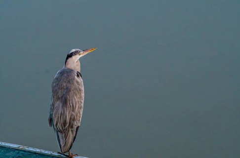 Closeup of gray heron standing on one leg on a plastic canopy against an overcast sky
