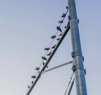 Flock of pigeons sitting on metal traffic pole against a blue sky