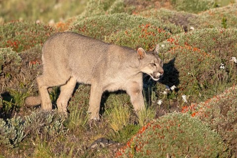 Cougar (Cougar concolor), silver lion, mountain lion, cougar, panther, small cat, Torres del Paine