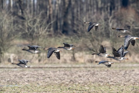 Bean geese (Anser fabalis), flying, Emsland, Lower Saxony, Germany, Europe
