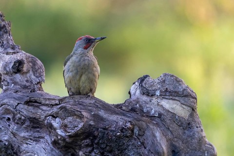 Iberian green woodpecker (Picus viridis sharpei) (Picus sharpei), male, province of Castile-Leon,