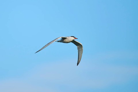 Elegant tern (Thalasseus elegans) flying in the sky, Parc Naturel Regional de Camargue, France,