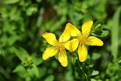 Common st john's wort (Hypericum perforatum), medicinal plant, flowering, Wilnsdorf, North