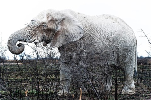 White African elephant (Loxodonta africana) in Etosha National Park, white from salt pan dust,