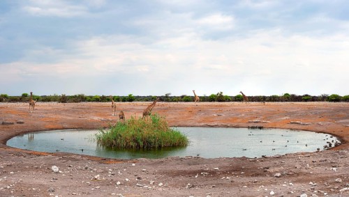 Angolan giraffe (Giraffa giraffa angolensis) drinking at Okaukuejo waterhole in Etosha National