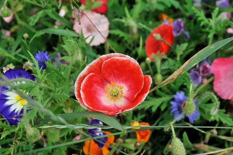 Colourful flower meadow, Schwaebisch Gmuend, Baden-Wuerttemberg, Germany, Europe