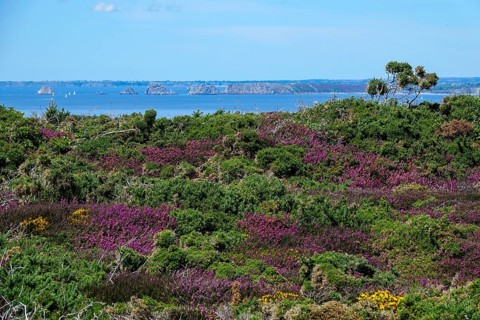Heath landscape on the Cap de la Chevre, behind Pointe de Pen Hir with the rocks Les Tas de Pois,