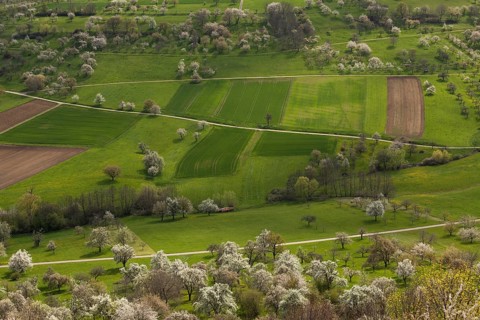 Orchard meadows near Weilheim an der Teck, Swabian Alb. Cherry blossom, apple blossom and pear