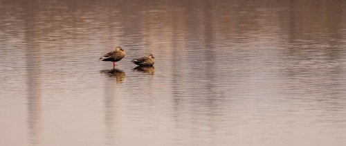 Two Eastern spot-billed ducks in a lake in South Korea