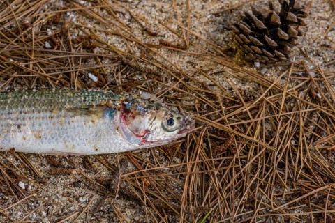 Dead bass with blood around giles laying on pile of pine needles on sandy beach with pine cone